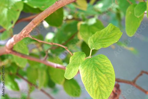 Wallpaper Mural Close-Up of Quince Tree Leaves (Cydonia oblonga) in Natural Light Torontodigital.ca