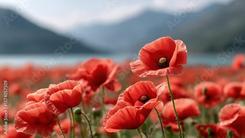 Vibrant Red Poppy Flowers Bloom in Scenic Field, Natures Landscape Surrounded by Mountains and Serene Lake, Evoking Tranquility