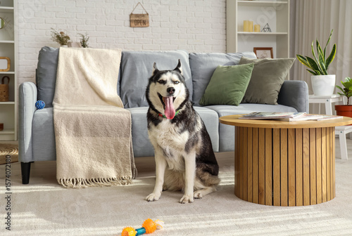 Cute Husky dog in living room