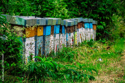 Uno sciame per la vita_2