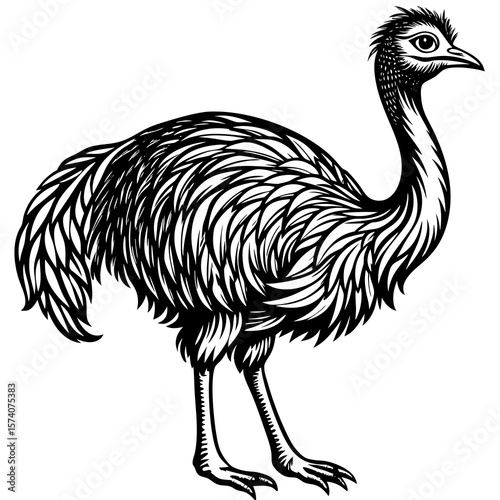 ostrich isolated on white