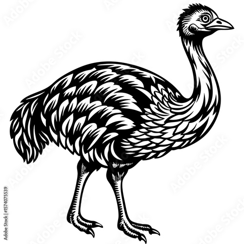 ostrich isolated on white background