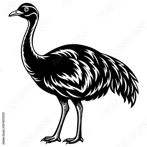 ostrich isolated on white