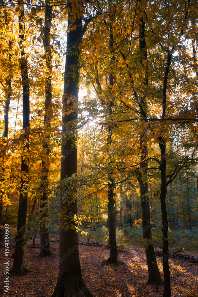 Fototapeta premium An autumnal forest flooded with warm sunlight. Golden leaves glow. Nature photo