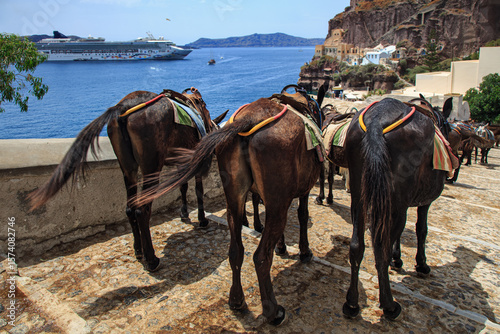 Donkeys overlooking the sea in Santorini, Greece
