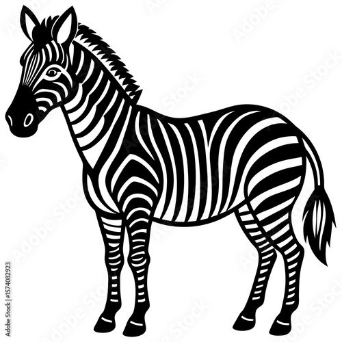 zebra isolated on white