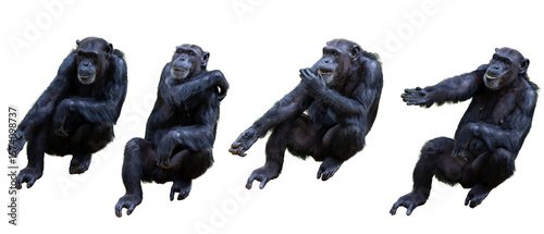 Photos a big chimpanzee ape isolated on white background