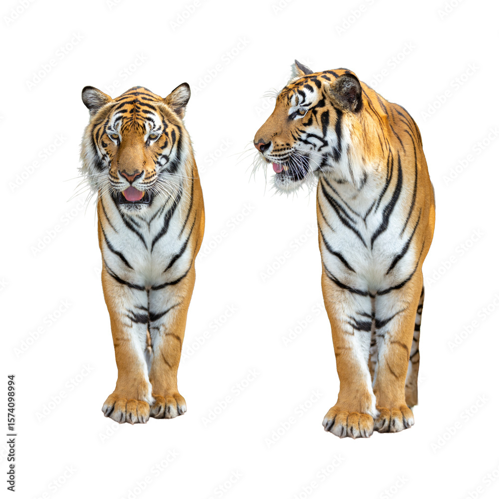 Obraz premium Tiger isolated on white background