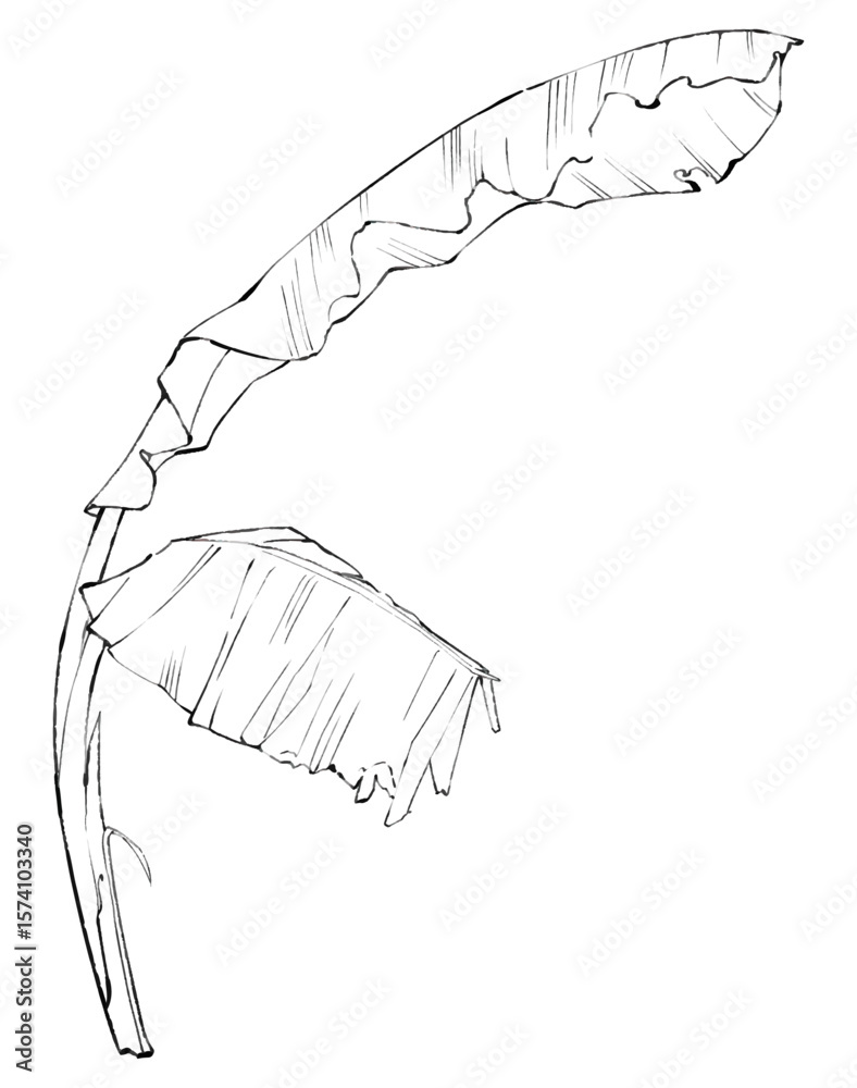 Obraz premium Banana Plant Sketch Line Art Illustration of Tropical Foliage