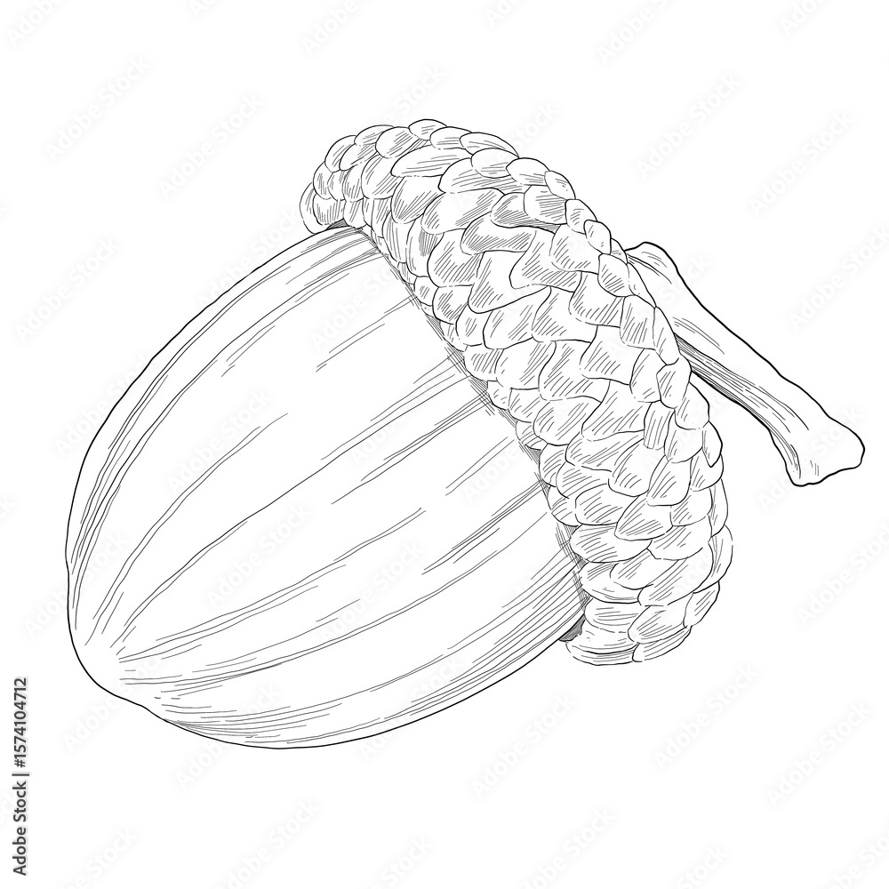 Fototapeta premium acorn oak nut hand drawing sketch illustration