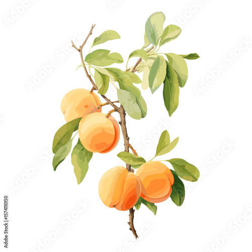 Apricot branch botanical vintage fruit vector