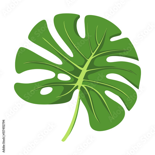 Green monstera leaf illustration plant botanical vector