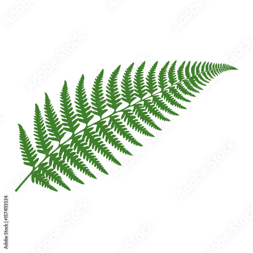 Leaf plant green fern vector
