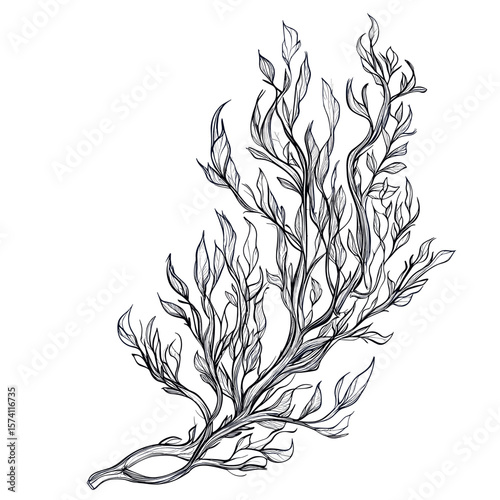 A sea weed drawing sketch illustration vector