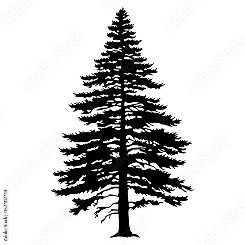 Douglas Fir silhouette tree illustration vector