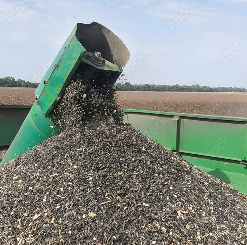 Harvest. Harvesting sunflower seeds. Sunflower seeds are falling from the green chute of the combine into the hopper. In the background - an endless field and a forest strip under a clear sky