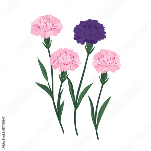 3 Pink purple Carnation field carnations flower illustration vector