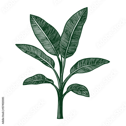 Banana tree drawing leaves plant vector