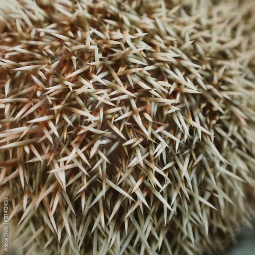 Wallpaper Mural Closeup of Hedgehog Quills Torontodigital.ca