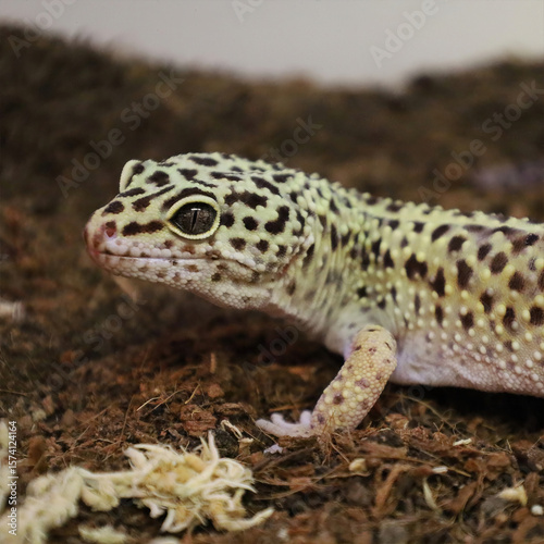 Leopard Gecko on Substrate