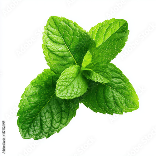 Fresh Mint Leaves Closeup , white background cut out PNG