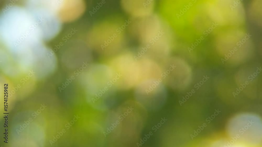 Gentle green bokeh reminiscent of the natural landscapes around Banjarsari, West Java. Perfect for adding a subtle and organic feel to visuals.