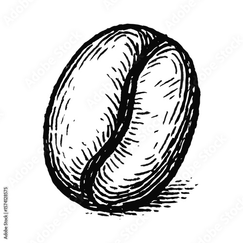 Detailed coffee bean illustration vector
