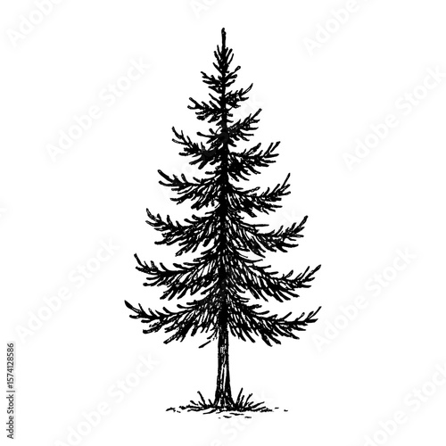 Detailed evergreen tree illustration vector