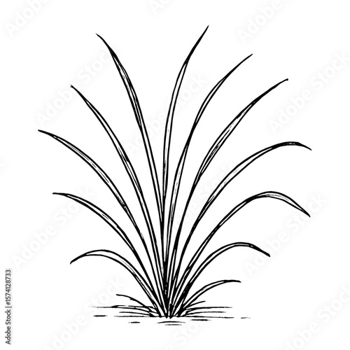 Elegant botanical line art illustration vector