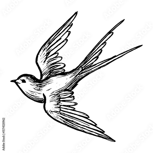 Elegant swallow ink illustration vector