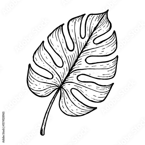 Monstera leaf hand-drawn illustration vector