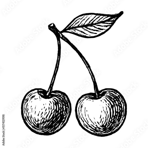 Vintage cherry ink illustration vector