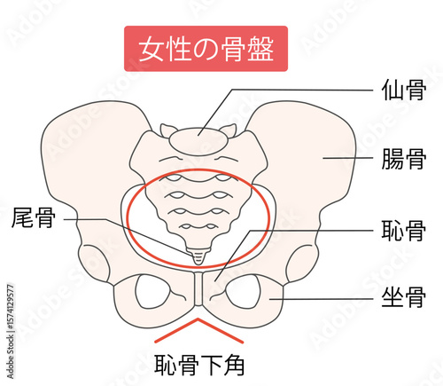 女性の骨盤