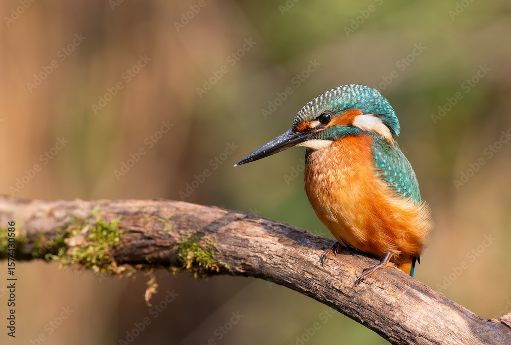 Fototapeta premium Common kingfisher, Alcedo atthis. A bird sits on a beautiful branch above the river