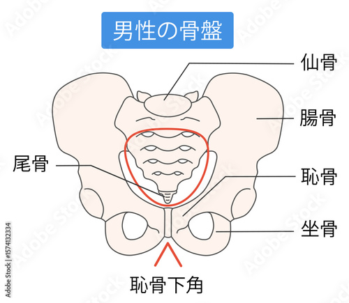男性の骨盤