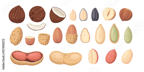 Cartoon nuts design. Nut snacks frame set, hazelnut, walnut, almond and pistachio frame of polygon shape flat vector illustration. Nuts border frame