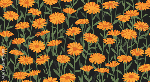Vibrant Orange Flowers Blooming in a Field Under a Dark Sky a Beautiful Nature Scene