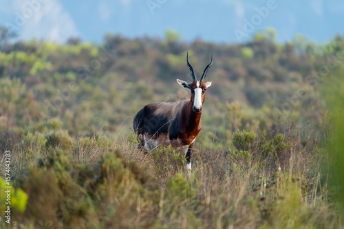 bontebok in the bontebok national park, south africa