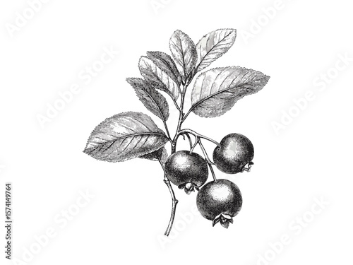 Antique bilberry fruit sketch, black ink botanical art, vintage hand-drawn illustration, rustic food decor, classic nature engraving, wild berry motif, organic plant drawing