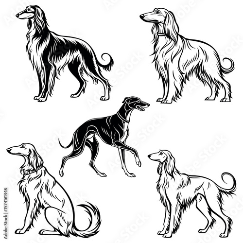 
set of black vector silhouettes of dogs of breed Australian and Afghan hounds
