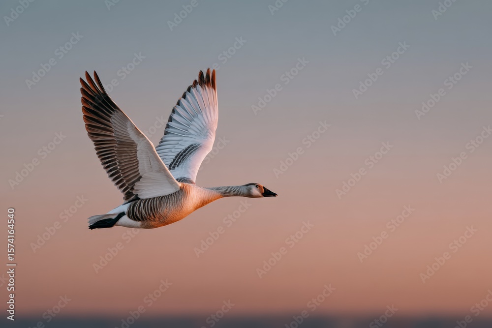 Obraz premium Bar-headed goose soaring at sunset with majestic wingspan in tranquil sky
