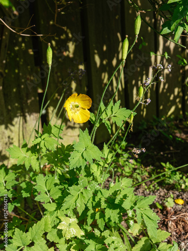 Welsh poppy, Meconopsis cambrica or Papaver cambricum, beginning to flower in the UK Spring.