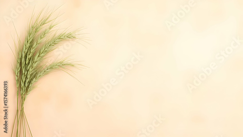 Wallpaper Mural Sheaf of Green Wheat on a Warm Peach Background.
Artisanal Bakery and Natural Grain Product Banner.
Agriculture and Harvest Season Concept with Copy Space.
 Torontodigital.ca