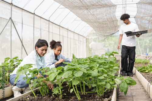 Multiracial students working together planting vegetables practical agriculture class inside greenhouse environment learning teamwork and sustainable farming techniques for healthy food production