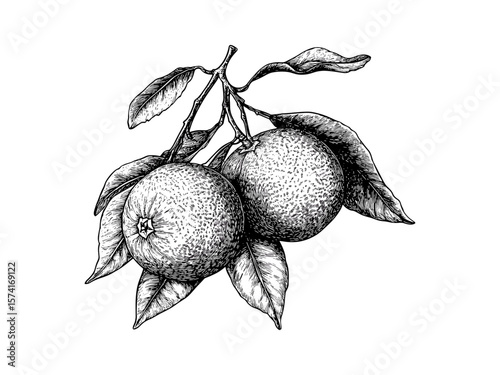 Clementine engraving vintage style, retro citrus fruit sketch, hand-drawn black ink art, old engraving style, trendy snack decor, natural fruit illustration, botanical fruit artwork