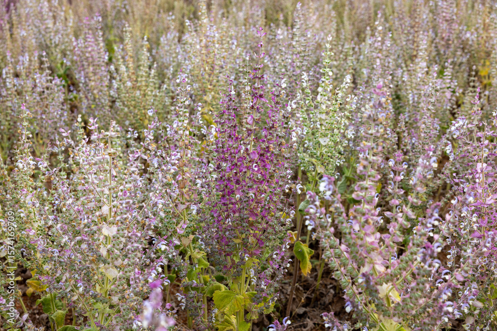 Obraz premium Fields of blooming sage on the Plateau of Valensole. Provence, France.
