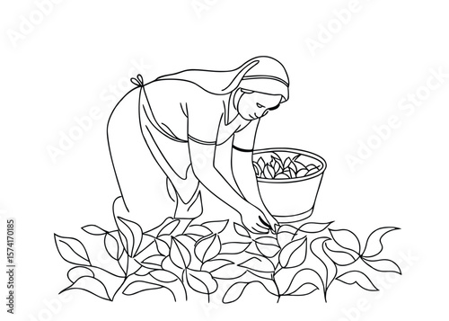 Continuous Line Drawing Woman Harvesting Tea Leaves