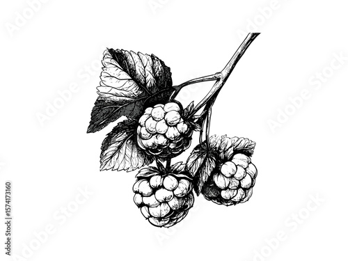 Vintage style botanical sketch, detailed engraving of cloudberry fruit, hand-drawn food art, retro ink drawing, black sketch, old engraving style, rustic kitchen decor, natural illustration,