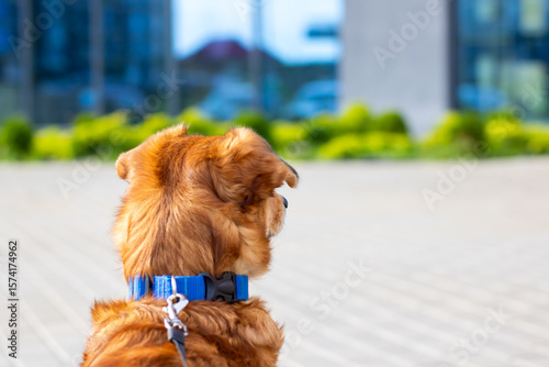 Fototapeta Naklejka Na Ścianę i Meble -  A small brown dog with a blue collar sits on the sidewalk