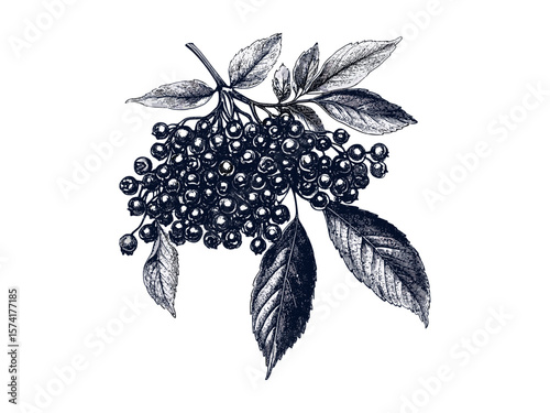 Vintage elderberry sketch, botanical berry engraving, hand-drawn fruit design, antique food art, trendy healthy decor, black ink illustration, natural kitchen wall art,